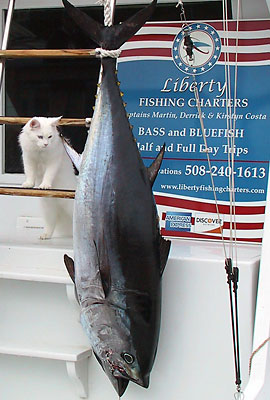 Bosun with bluefin tuna